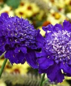 Alternative view of 50 FINEST MIXED Colors SCABIOSA (Mourning Bride / Pin Cushion) Scabiosa Atropurpurea Flower Seeds