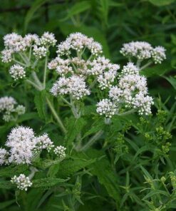 Alternative view of 200 TALL WHITE BONESET (Thoroughwort) Eupatorium Perfoliatum Flower Seeds