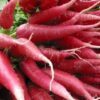 100 CHINA ROSE RADISH (Chinese Winter Radish) Raphanus Sativus Vegetable Seeds