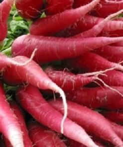 100 CHINA ROSE RADISH (Chinese Winter Radish) Raphanus Sativus Vegetable Seeds