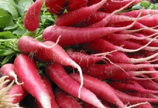 100 CHINA ROSE RADISH (Chinese Winter Radish) Raphanus Sativus Vegetable Seeds