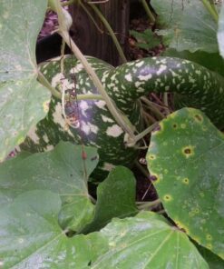 Alternative view of 15 GOOSENECK / Bottle / SWAN GOURD Lagenaria Siceraria Vine Seeds