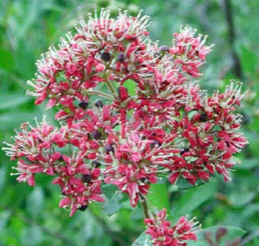 20 Common HENNA Mehandi Dye Plant Lawsonia Inermis Tattoo Flower Tree Seeds Comb S/H