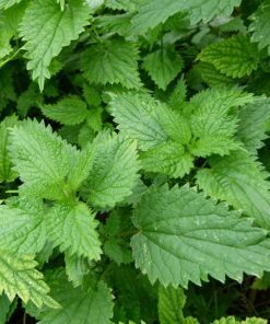 Alternative view of 200 STINGING NETTLE Urtica Dioica (aka Common