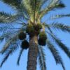 10 CANARY ISLAND Date PALM Phoenix Canariensis Tree Seeds Comb S/H