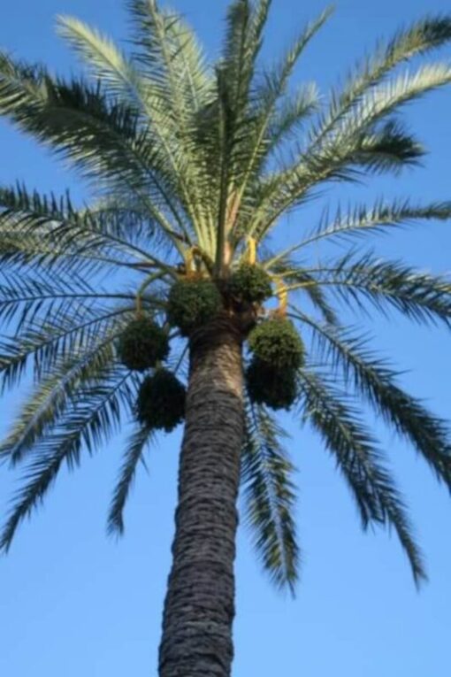 10 CANARY ISLAND Date PALM Phoenix Canariensis Tree Seeds Comb S/H