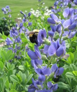 Alternative view of 50 BLUE WILD INDIGO (False Indigo) Baptisia Australis Flower Seeds