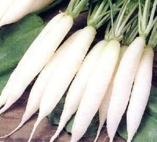 1250 WHITE ICICLE RADISH Raphanus Sativus Vegetable Seeds