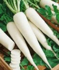 Alternative view of 1250 WHITE ICICLE RADISH Raphanus Sativus Vegetable Seeds