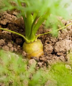 Alternative view of 300 SOLAR YELLOW CARROT Daucus Carota Vegetable Seeds *Comb S/H