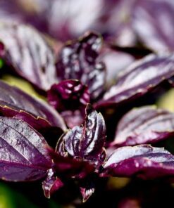 Alternative view of 500 DARK OPAL BASIL (Purple Ruffles) Ocimum Basilicum Herb Flower Seeds