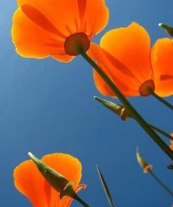 Alternative view of 1000 ORANGE CALIFORNIA POPPY Eschscholzia Californica Flower Seeds