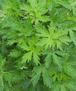 Alternative view of 50 MOTHERWORT (Lions Tail / Heartwort) Leonurus Cardiaca Herb Flower Seeds