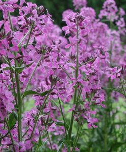 Alternative view of 1500 DAMES ROCKET (Danask Violet) Hesperis Matronalis Dame's Purple Flower Seeds