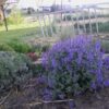 50 PERSIAN CATMINT Mussins Nepeta Racemosa Flower Seeds