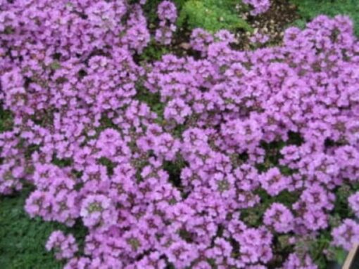 1000 THYME Common English German French Garden or Winter Thymus Vulgaris Herb Flower Seeds