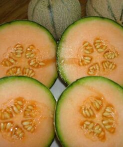 Alternative view of 200 IROQUOIS CANTALOUPE Melon Fruit Cucumis Melo Seeds