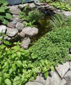 Alternative view of 1000 Fine Curled PEPPERGRASS / PEPPERCRESS / WATERCRESS Lepidium Sativum Greens Sprouts Vegetable Sprouting Seeds