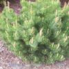 25 MUGO PINE Dwarf Evergreen Pinus Pumilio Shrub Seeds Comb S/H