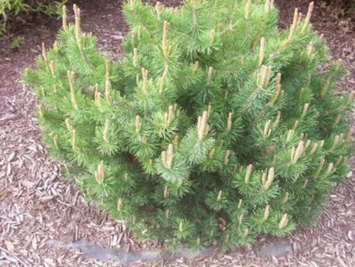 25 MUGO PINE Dwarf Evergreen Pinus Pumilio Shrub Seeds Comb S/H