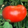 500 ACE 55 TOMATO Lycopersicon Lycopersicum Fruit Vegetable Seeds