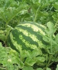 Alternative view of 100 CRIMSON SWEET WATERMELON Citrullus lanatus Fruit Melon Seeds