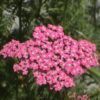 250 PINK Cerise QUEEN YARROW Achillea Millefolium Flower Seeds