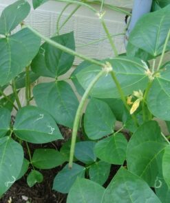 Alternative view of 100 BLACKEYE PEA (Cow Pea / Cowpea / Southern Pea / Blackeyed Pea / Black Eye Pea) Vigna Unguiculata Vegetable Seeds