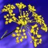 1000 LONG ISLAND Mammoth DILL Anethum Graveolens Herb Flower Seeds