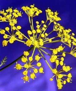 1000 LONG ISLAND Mammoth DILL Anethum Graveolens Herb Flower Seeds