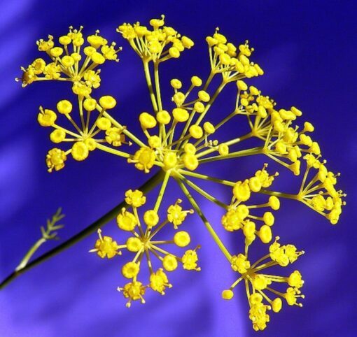 1000 LONG ISLAND Mammoth DILL Anethum Graveolens Herb Flower Seeds