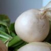 300 WHITE EGG TURNIP Brassica Rapa Vegetable Seeds