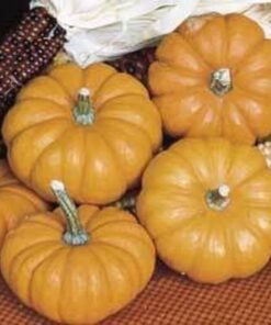 Alternative view of 20 JACK Be LITTLE PUMPKIN Miniature Vegetable Cucurbita Pepo Seeds *Comb S/H