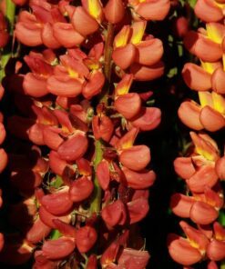 Alternative view of 75 Mixed Colors RUSSELL LUPINE (Streamside