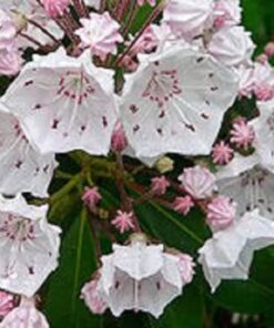 Alternative view of 50 MOUNTAIN LAUREL White Pink Red Kalmia Latifolia Shrub Bush Seeds Comb S/H