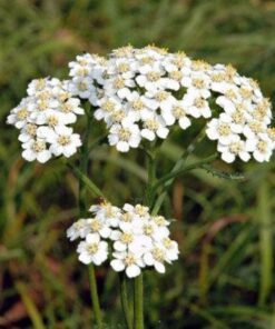 Alternative view of 1000 WHITE YARROW Achillea Millefolium Flower Seeds