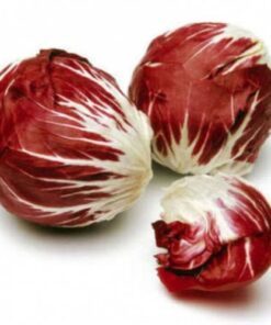 100 RADICCHIO DI TREVISO Radicchio Rose Vegetable Seeds
