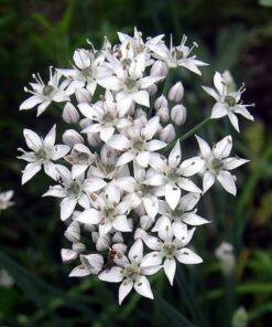 Alternative view of 250 GARLIC CHIVE Allium Tuberosum Vegetable Seeds