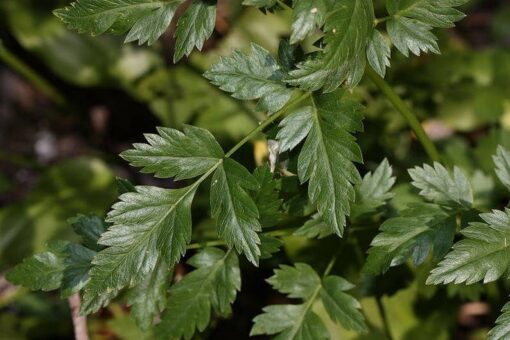 50 LOVAGE Levistucum Officinale Flavor like celery & anise Herb Flower Seeds