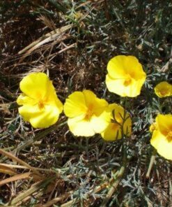 Alternative view of 1000 DWARF Yellow CALIFORNIA Tufted POPPY Eschscholzia Caespitosa Flower Seeds