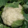 250 SNOWBALL CAULIFLOWER Brassica Oleracea Botrytis Vegetable Seeds