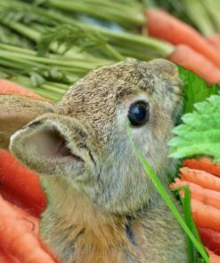 Alternative view of 500 ROYAL CHATENAY CARROT Daucus Carota Vegetable Seeds