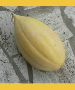 Alternative view of 50 BANANA CANTALOUPE Melon Fruit Cucumis Melo Seeds