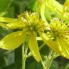 250 WINGSTEM / YELLOW IRONWEED Verbesina Alternifolia Flower Seeds