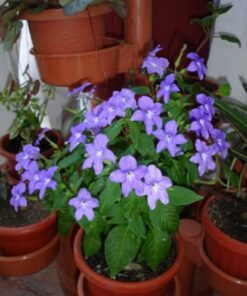 Alternative view of 50 BROWALLIA (Amethyst Flower / Bush Violet) Browallia Americana Flower Seeds