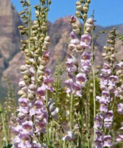 500 PALE BEARDTONGUE Penstemon Pallidus Flower Seeds