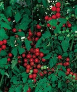 Alternative view of 300 SMALL Red CHERRY TOMATO Lycopersicon Lycopersicum Fruit Vegetable Seeds