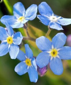 Alternative view of 500 Blue FORGET ME NOT Myosotis Sylvatica Shade or Sun Perennial Flower Seeds