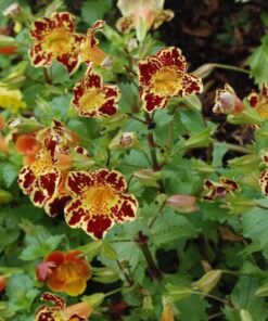 Alternative view of 250 TIGER MONKEY Mixed Colors Mimulus Tigrinus Flower Seeds *Comb S/H
