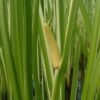 250 SWEET FLAG GRASS Wetland Pond Acorus Calamus Ornamental Seeds